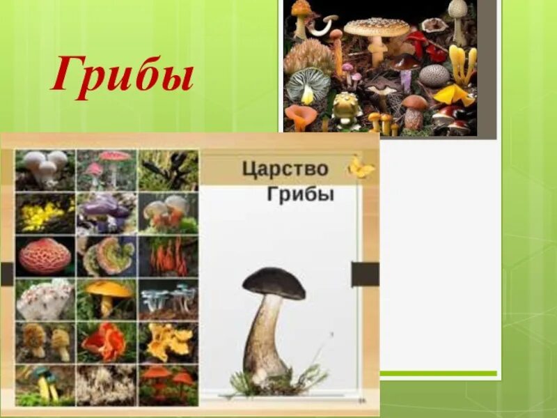 Урок биологии грибы. Царство грибов строение. Биология тема грибы. Грибы презентация. Царство грибы 7 класс.