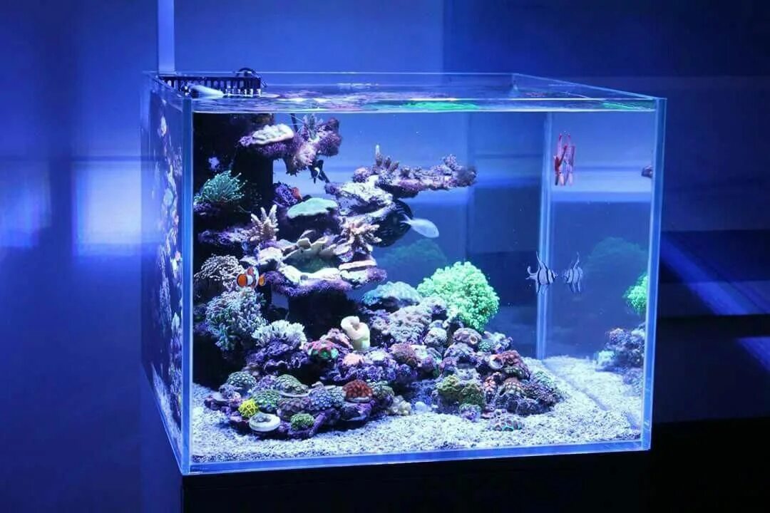 Marine aquarium. Морской аквариум Nano Reef. Нано риф аквариум. Аквариум мини риф. Морской аквариум мини риф.