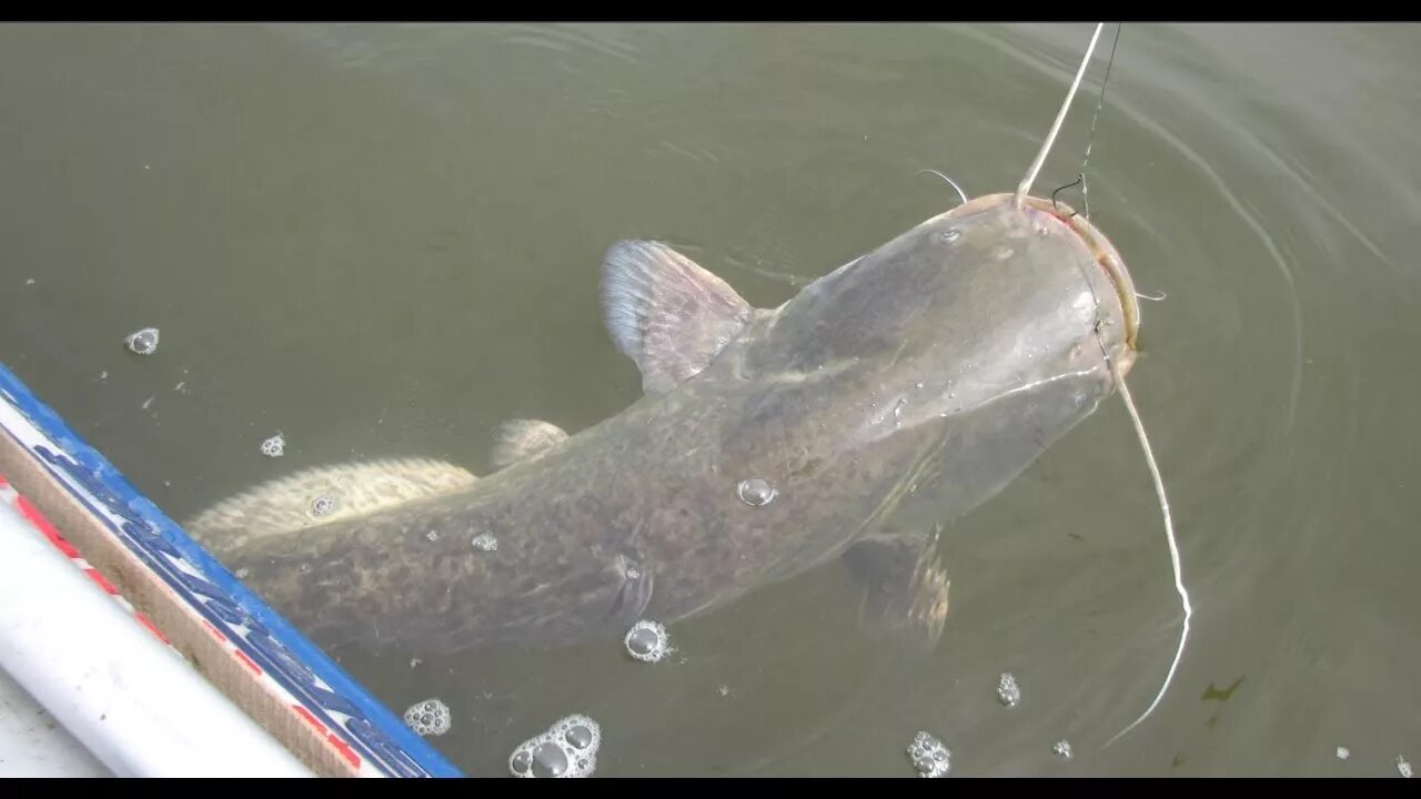 Сом строительный магазин. Обыкновенный сом гигант. Сом рыба. Сом сеть. Рыбалка на сома.
