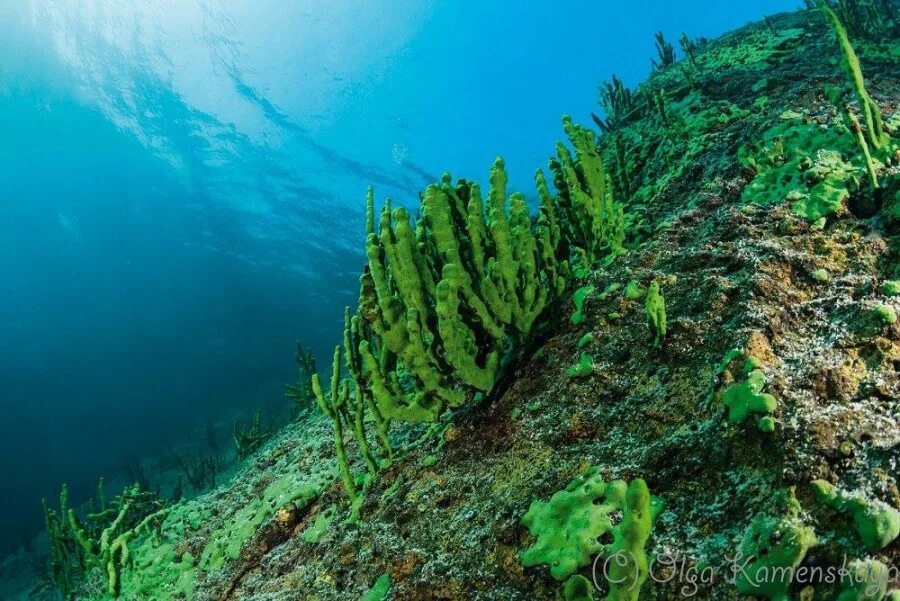 Живые организмы байкала. Синезеленые водоросли Байкала. Водоросли озера Байкал. Байкальские эндемические водоросли. Губки озера Байкал.