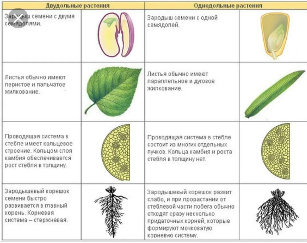 3 признака класса двудольные. Признаки однодольных и двудольных растений. Однодольные и двудольные растения таблица. Однодольныее двыудольные растеня. Отличие однодольных от двудольных растений таблица.