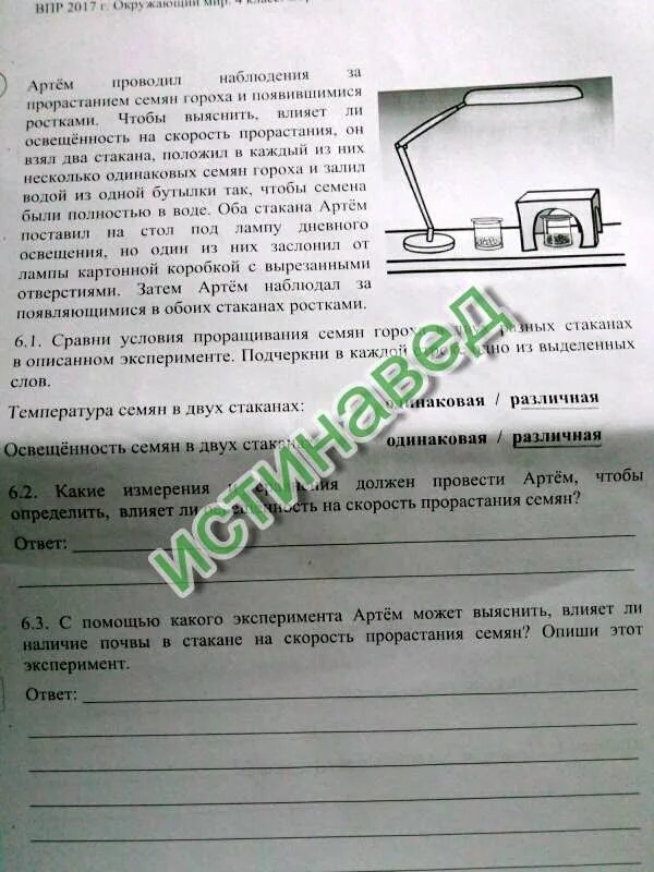 Как влияет на семена освещенность. Освещенность на скорость прорастания семян. проведите наблюдения за прорастанием семян. влияет на скорость прорастания освещенность. какие измерения и сравнения.