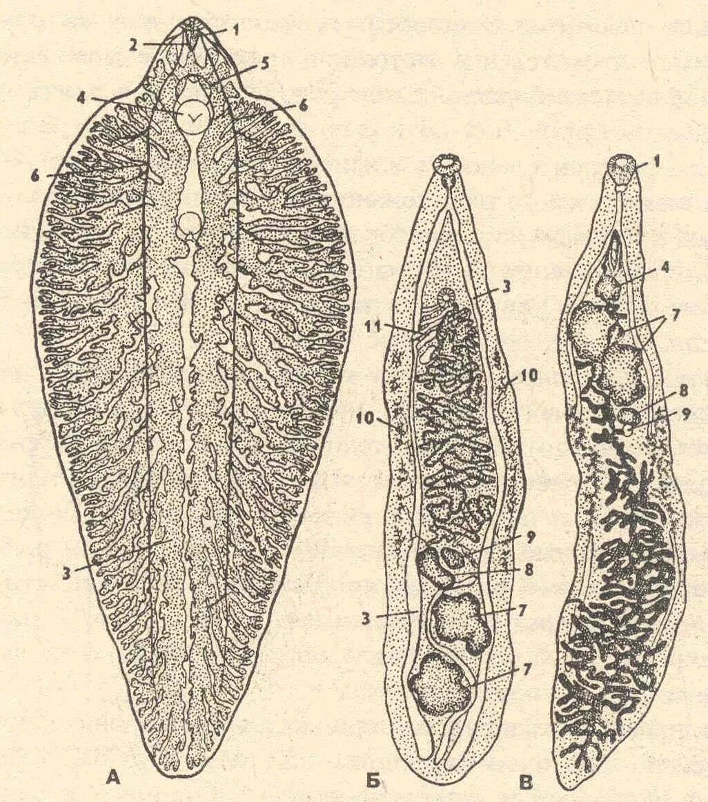Черви-сосальщики – трематоды.. Пепеченочный чосальшик. Печеночный сосальщик. Марита трематоды. Тип плоские черви печеночный сосальщик