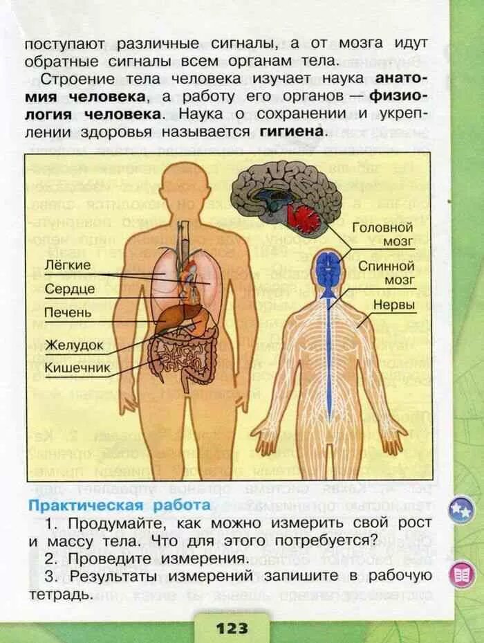 Система органов человека 3 класс Плешаков. Строение тела человека 3 класс Плешаков стр. Плешаков 3 класс 2 часть строение тела человека. Окружающий мир 3 класс учебник Плешаков тема организм человека.