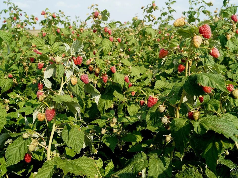 Малина кустарник. Малина ремонтантная куст. Малина Rubus idaeus. Ремонтантная малина цветение. Малина обыкновенная кустарники