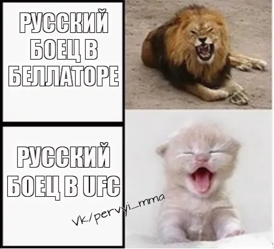 Funny banana cat тетрадь. Видя что она не против. Видя что она не против. Собака друг человека мемы. Бюллетень 2018 выборы президента.