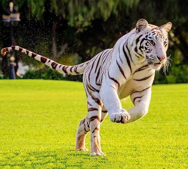Тигр бежит. Тигр в беге. Быстрый тигр. Тигр убегает.