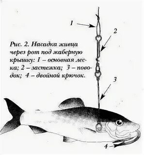 Щука на живца с берега осенью