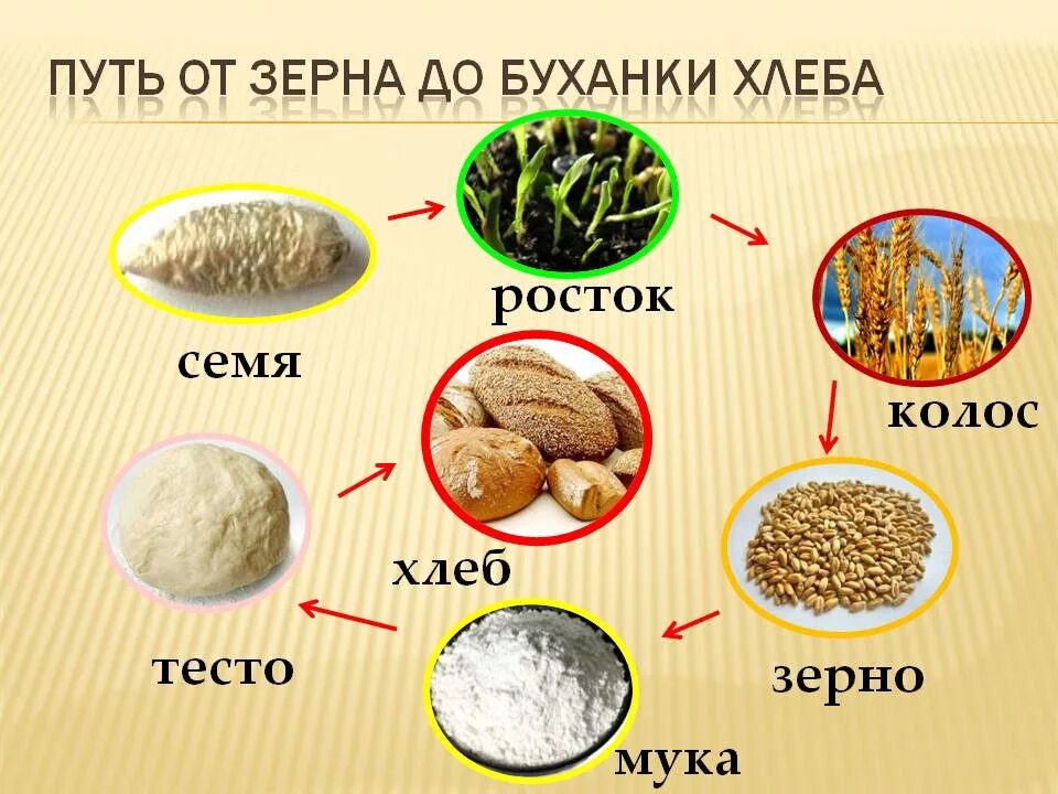 Что делается из зерна. Перловая крупа зерновая культура. Что делается из зерна. Крупы из пшеницы. Пшено и пшеничная крупа.