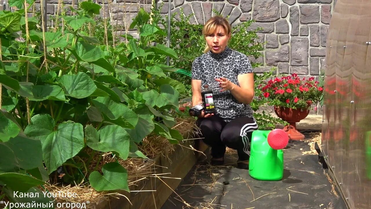 Урожайный огород с татьяной щедриной. Урожайный огород с татьяной щедриной. Урожайный огород с татьяной щедриной перцы. Перец ливадия партнер. Партнер перец ливадия f1.