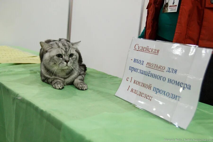 Выставка кошек челны