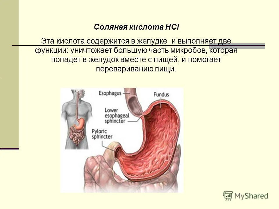 Почему выделяется желудок. Соляная кислота желудочного сока. Соляная кислота в желудке концентрация. Функции соляной кислоты в желудке. Соляная кислота в желудке функции.