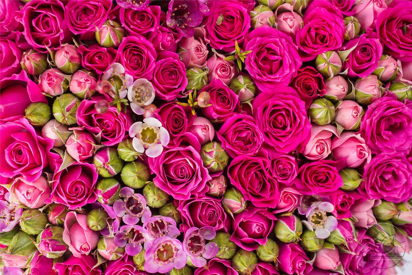 Розы Пинк Фловерс. Миа Бойко лепесток. Шикарные цветы.