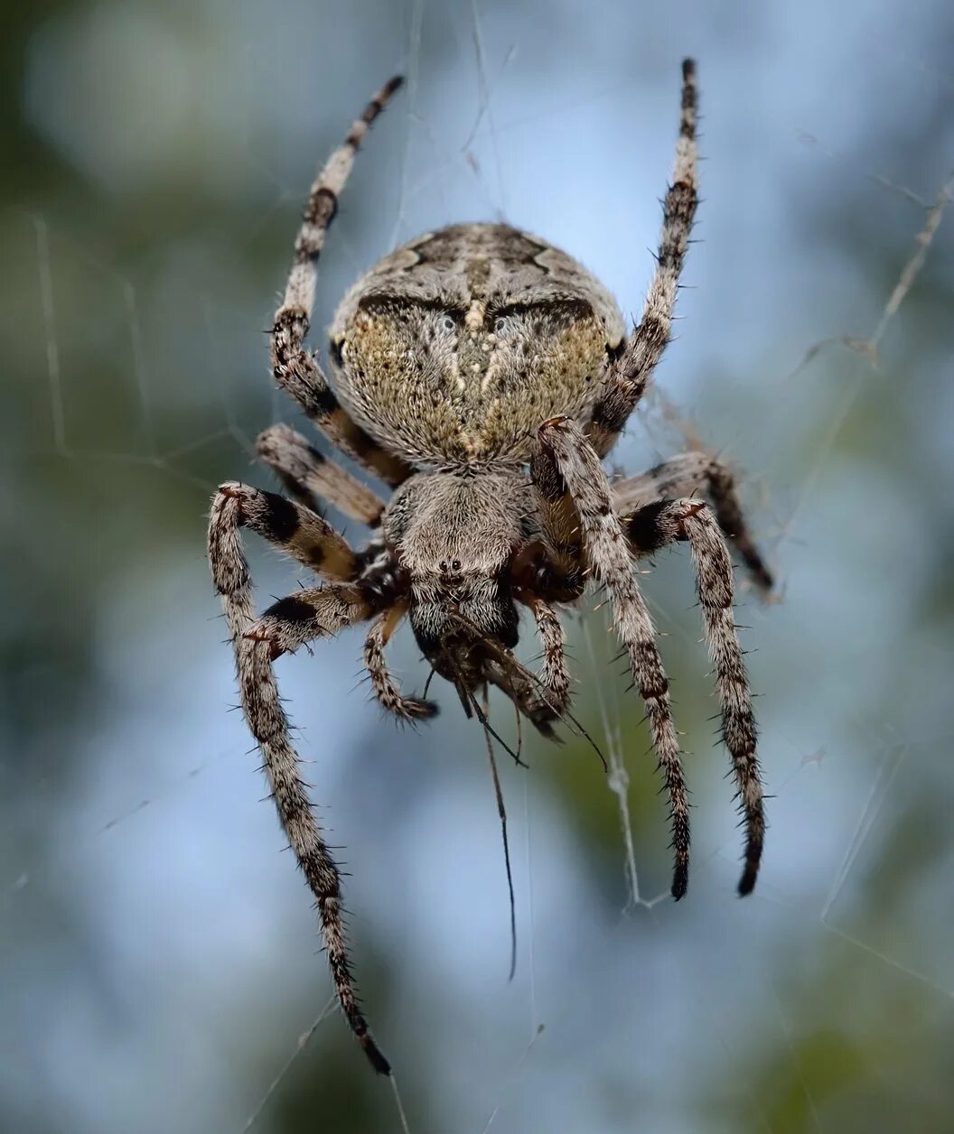 Heteropoda venatoria паук. Паук с большим телом. Тегенария домовая. Большой страшный паук. Паук крестовик каракурт.