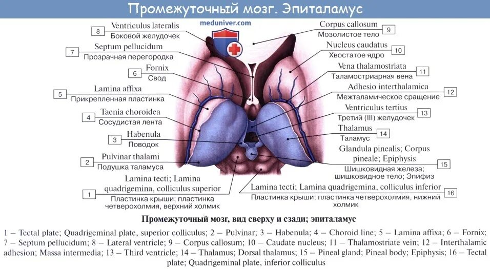 Https meduniver com medical book. Структура промежуточного мозга эпиталамус. Промежуточный мозг строение. Ядра промежуточного мозга анатомия. Промежуточный мозг таламус строение.