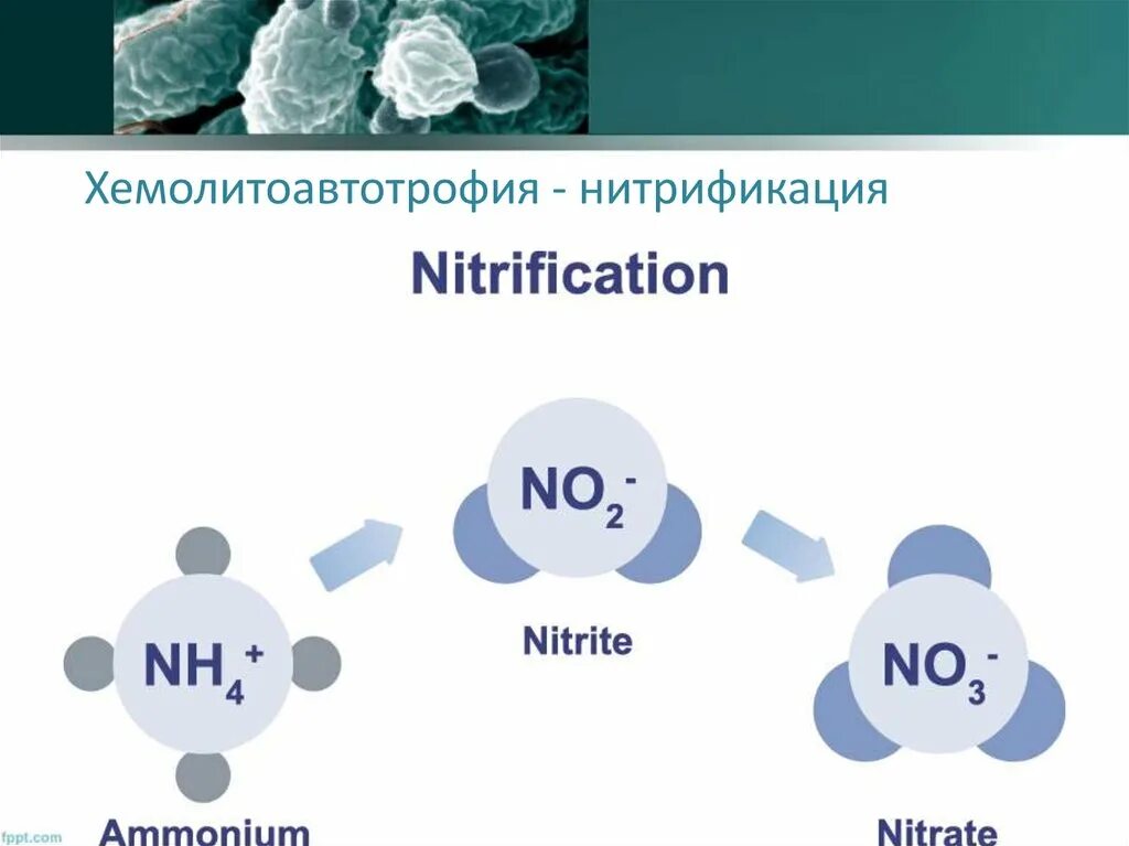 Процесс нитрификации. Нитрификация. Нитрификация схема. Реакция нитрификации.