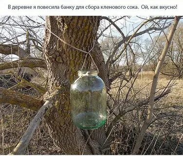 Кленовый сок на зиму