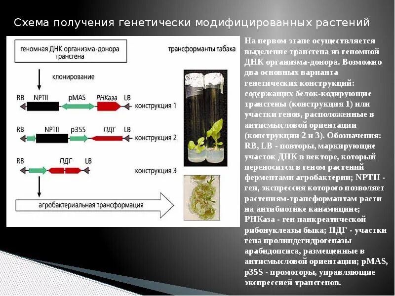 Преобразования у растений