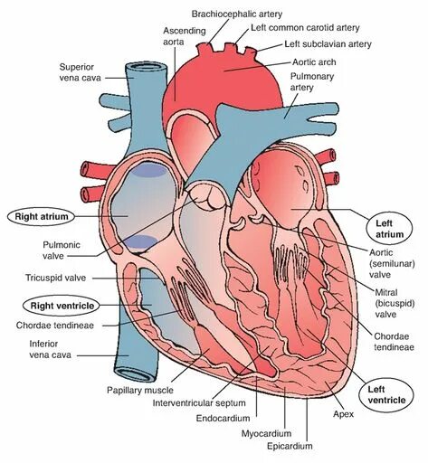 ELONGATED AORTA: CAUSES, RISKS AND TREATMENTS - MEDICINE - 2025