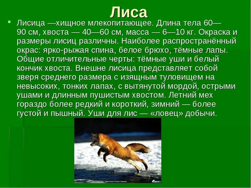 Интересные факты про лисов. Рассказ о лисе. Доклад о лисе. Рассказ про лису. Сообщение про лису.