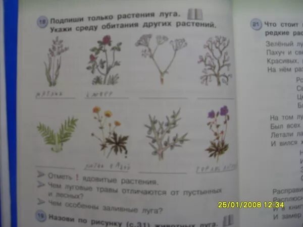 Рассмотри изображение ковыля ландыша тюльпана. Подпиши растения. Запиши названия растений. Какие растения чаще всего встречаются. Определить растения написать название.