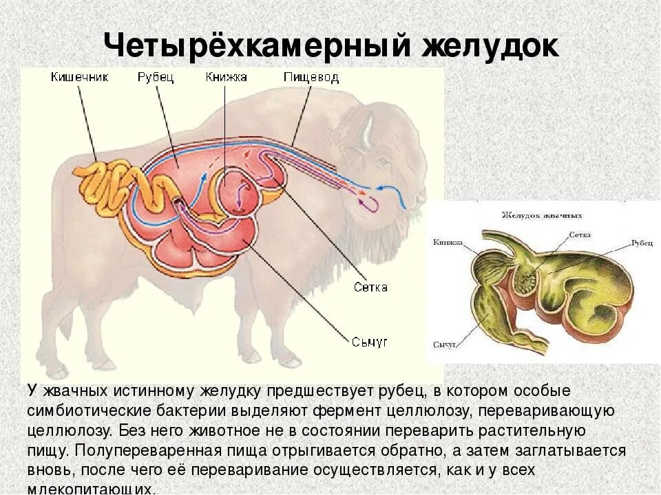 Верная последовательность процессов пищеварения у млекопитающих. Строение желудка жвачных млекопитающих. Отделы сложного желудка жвачных млекопитающих. Пищеварительная система жвачных животных. Строение желудка жвачного животного.