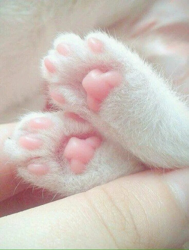 Кошачья лапка подушечка. Лапка котика. кошачьи подушечки на лапах. кошачья лапа. лапка котенка подушечки.