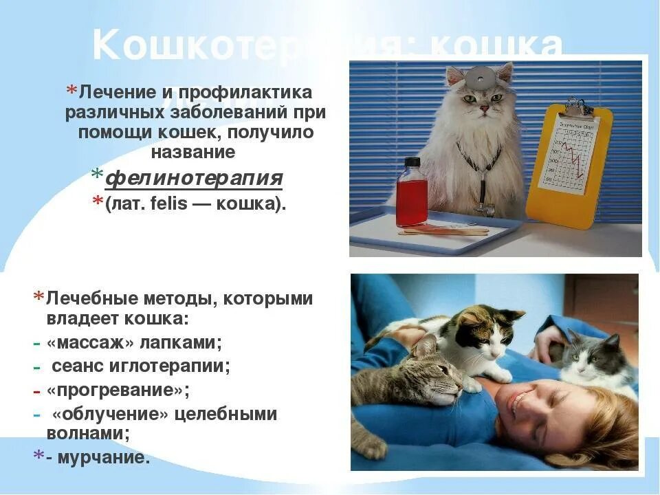 Лечат ли кошки людей. Кошки лечат. Кошка лечит человека. Фелинотерапия. Терапия котиками.