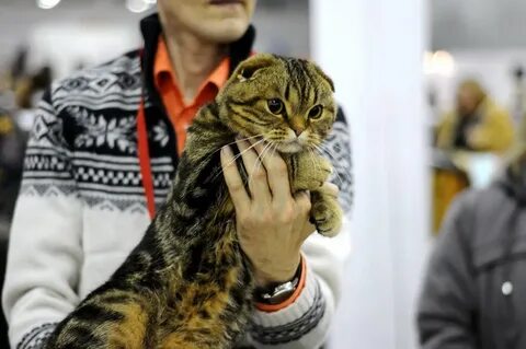 Выставка кошек омск