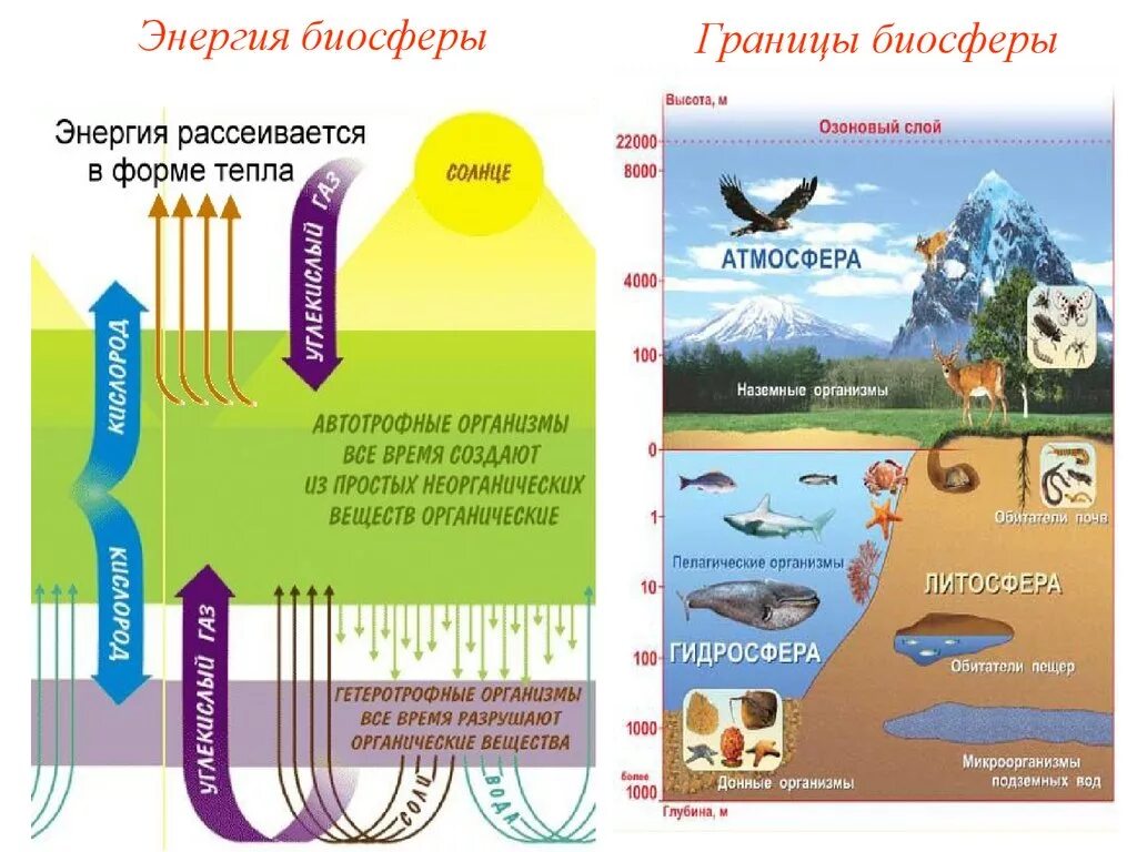 Мощность биосферы. Биосфера границы биосферы среды. Границы биосферы 5 класс биология. Биосфера схема. Структура и границы биосферы.