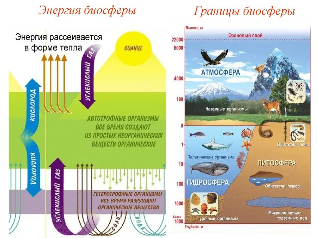 Человек часть биосферы нарисовать