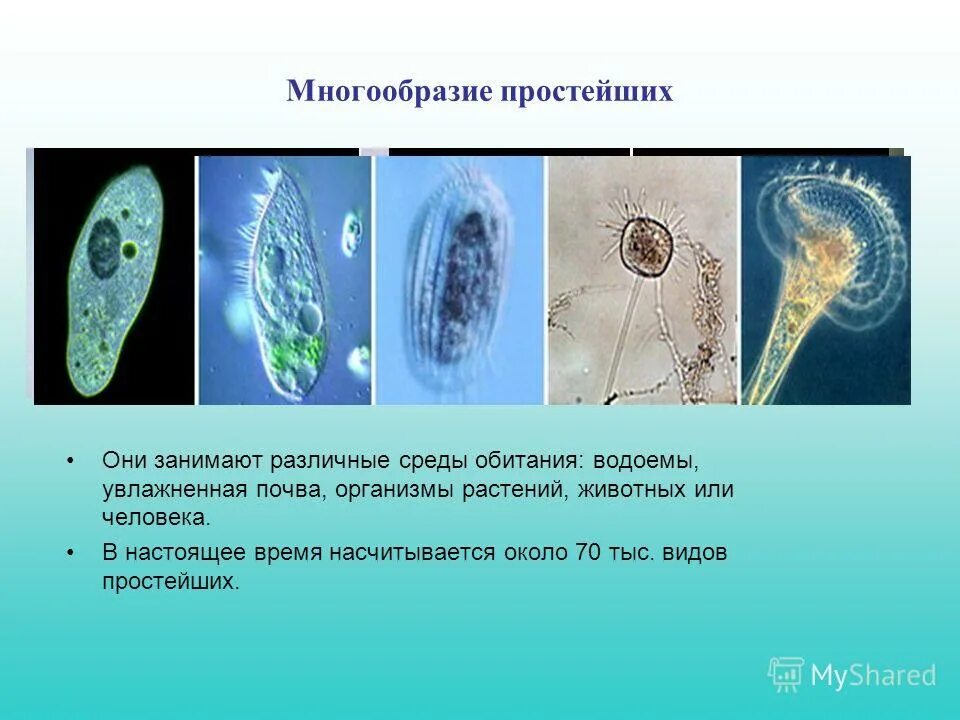 Среда обитания одноклеточных организмов. Многообразие простейших паразитические простейшие. Простейшие организмы в водной среде. Среда обитания простейших. Общие простейших пример