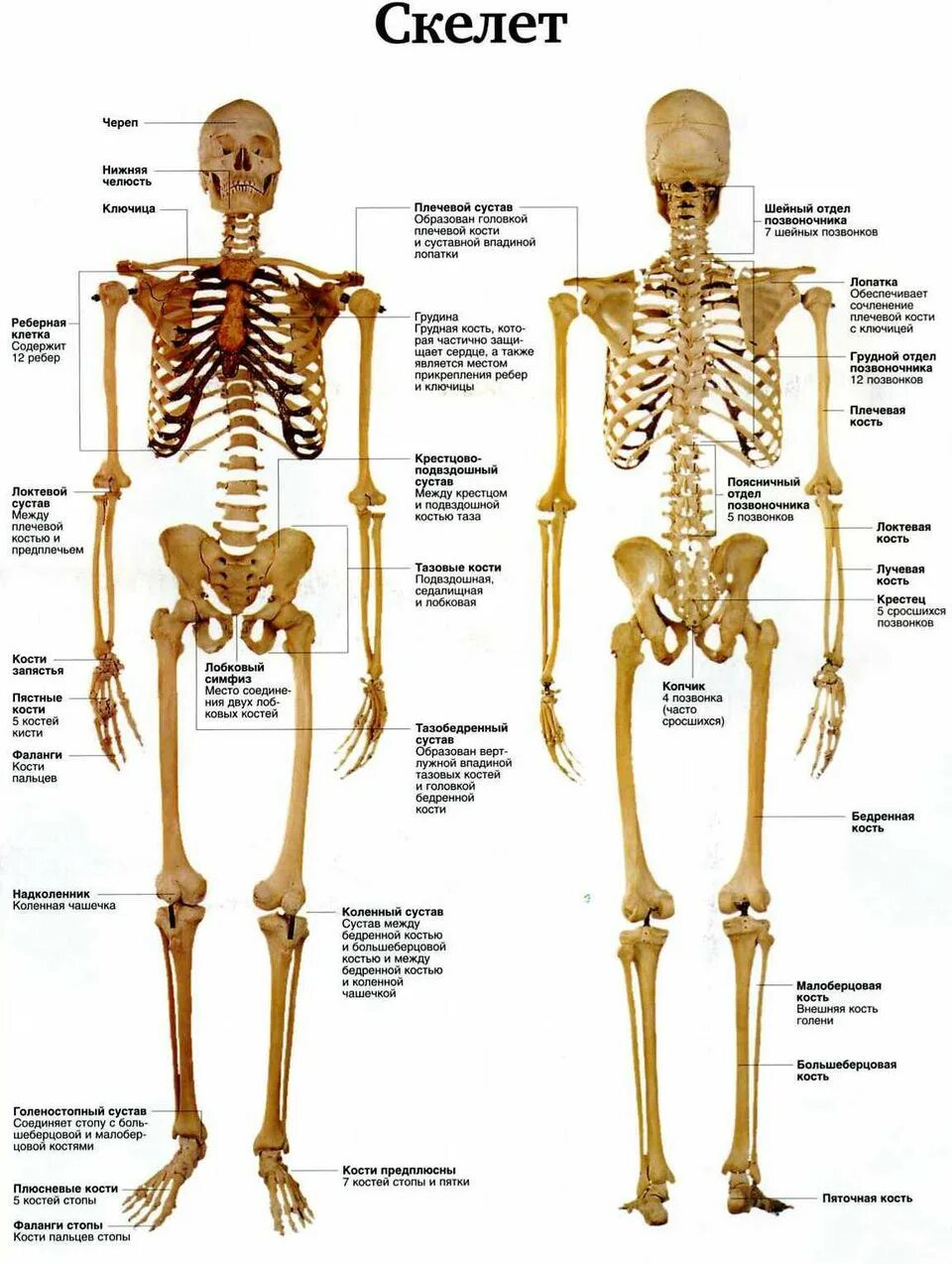 Скелет с названиями костей на русском языке