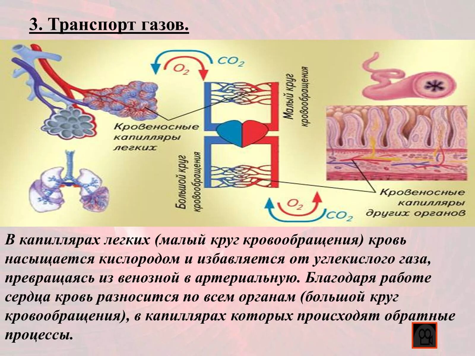 Кровь насыщается кислородом в легких