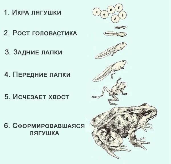 Тест по теме земноводные 7 класс биология