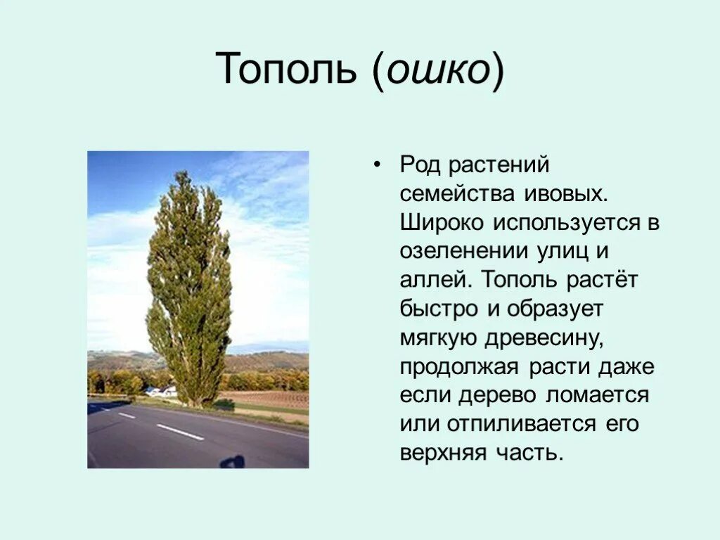 Доклад про Тополь. Тополь дерево описание. Тополь краткая информация. Тополь презентация. Тополя слова текст