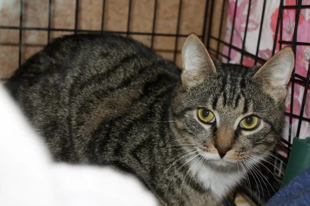 кот 8. кот 8. котенок барсик. кот 9 кг. котик в 8 месяца фото.