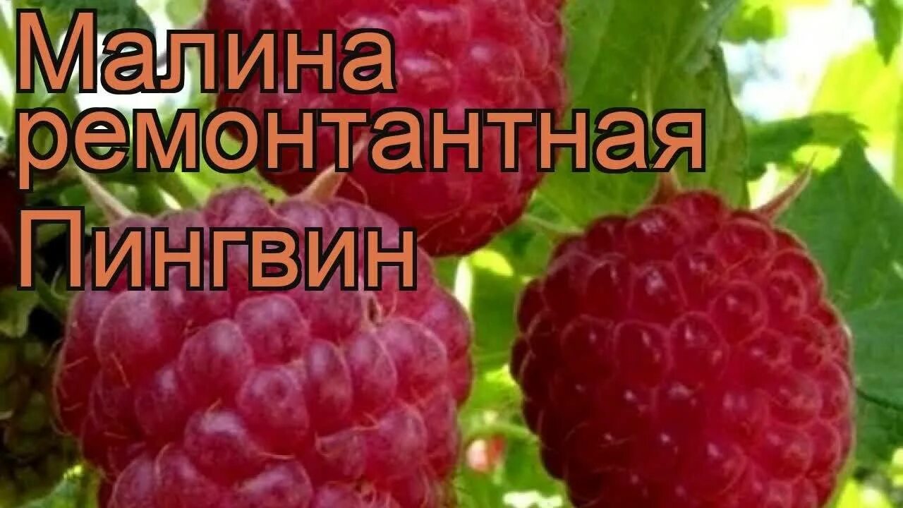 Малина пингвин описание сорта фото отзывы. Малина ремонтантная королевский пингвин. малина ремонтантная пингвин. малина штамбовая пингвин. малина сорт полька саженцы.