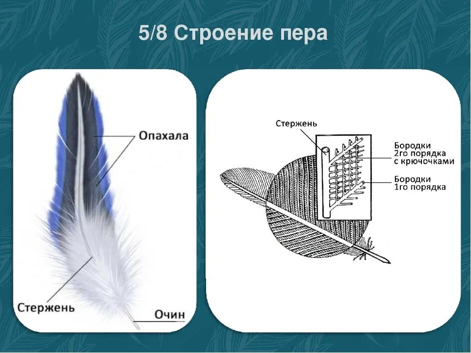 Пуховое перо голубя строение. Строение махового пера у птиц. Пуховое перо птицы строение. Птичье перо строение. Изучение строения пера птицы