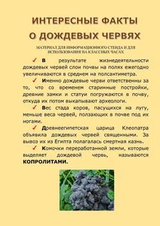 Интересные факты о дождевых червях