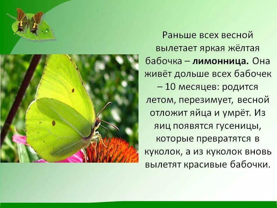 Лимонница сообщение 2 класс - найдено 86 картинок