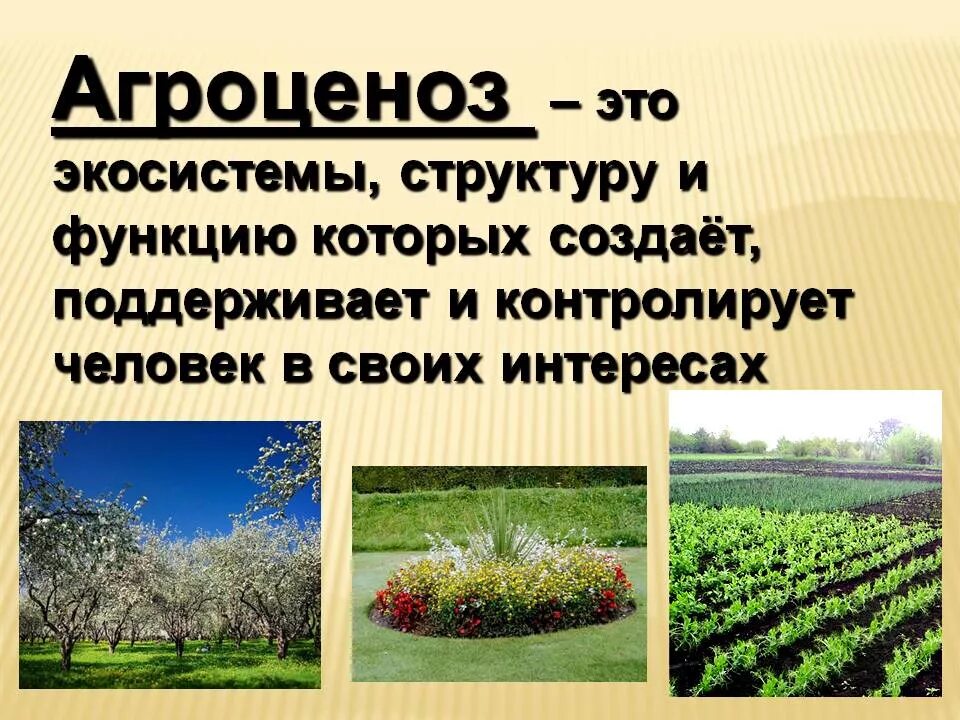Сообщества созданные человеком