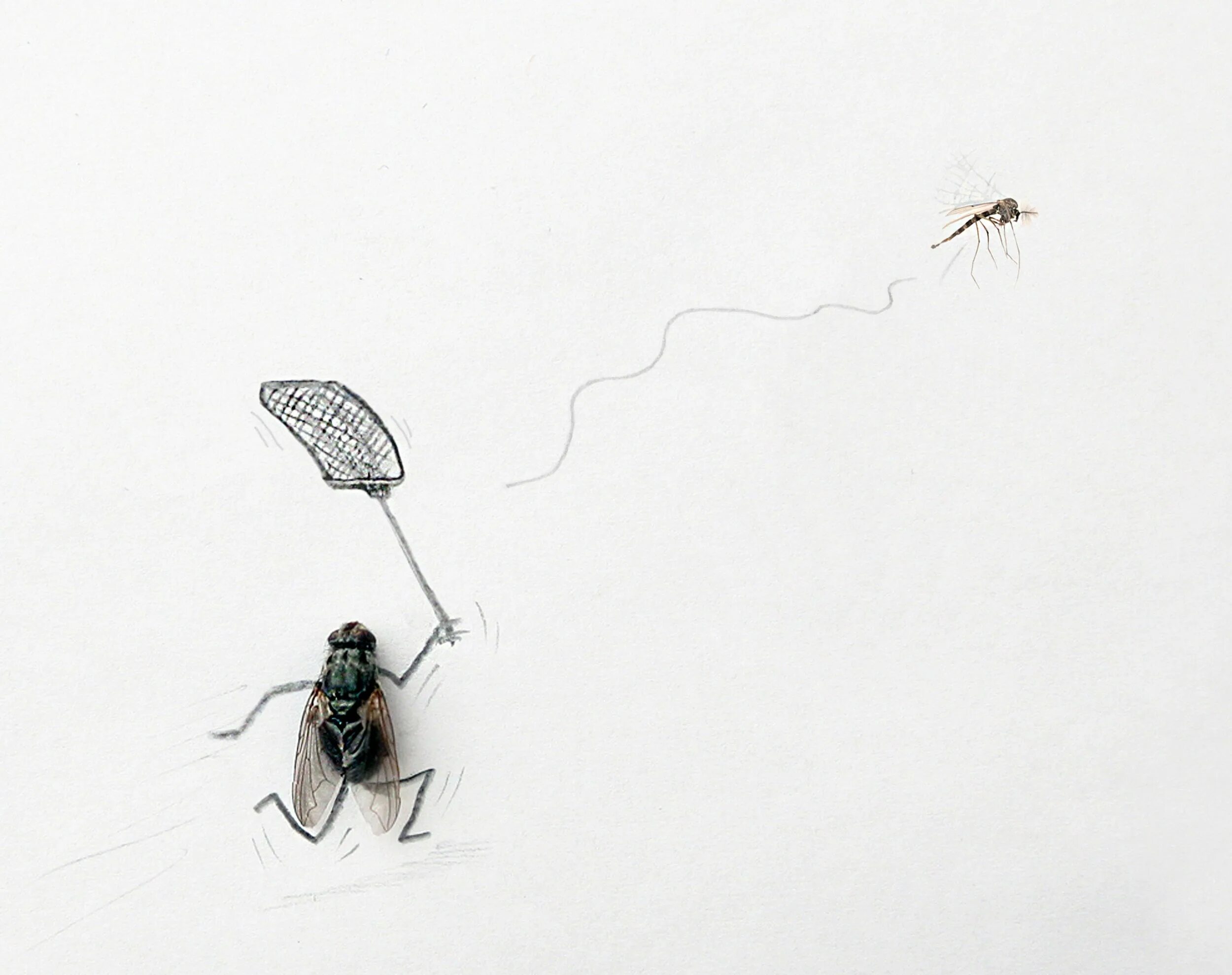 Магнус Мур мухи. Magnus Muhr и его мухи.. Муха рисунок. Муха зарисовка.