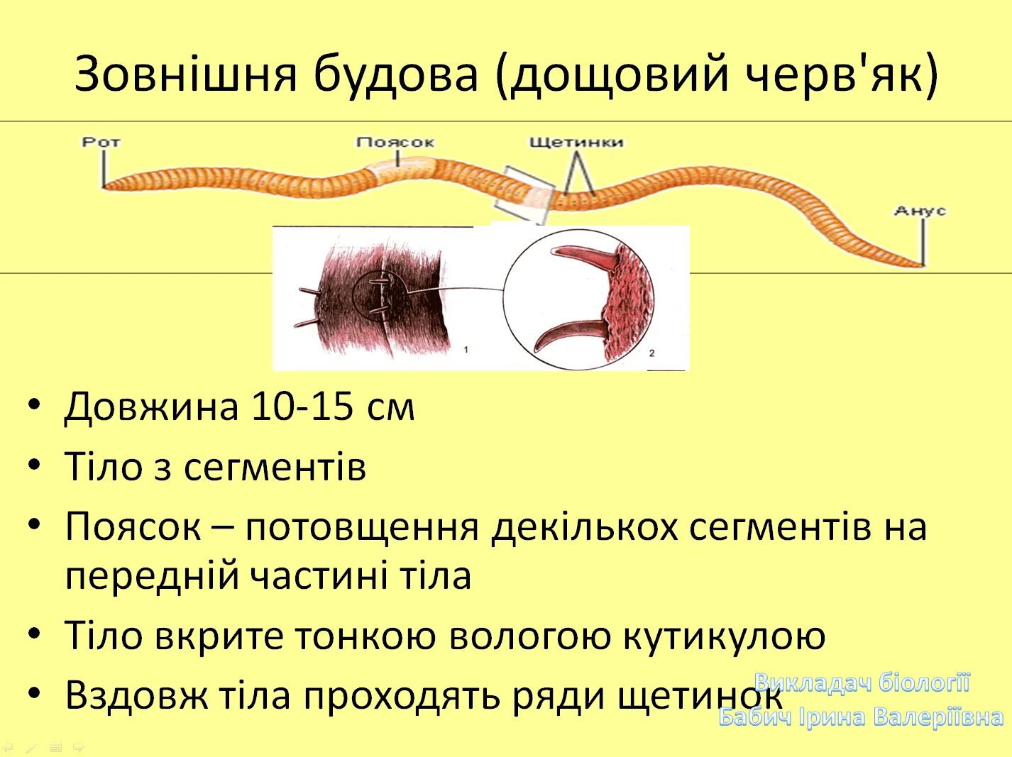 Щетинки дождевого червя. Строение дождевого червя. Дождевой червь строение щетинки. Зовнішня будова дощового черв'яка.