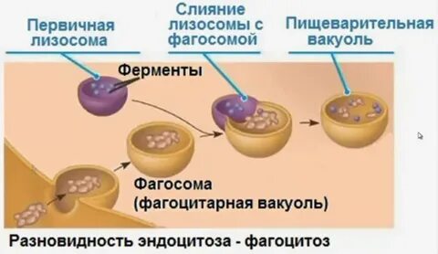 Слияние лизосомы с фагоцитозным пузырьком