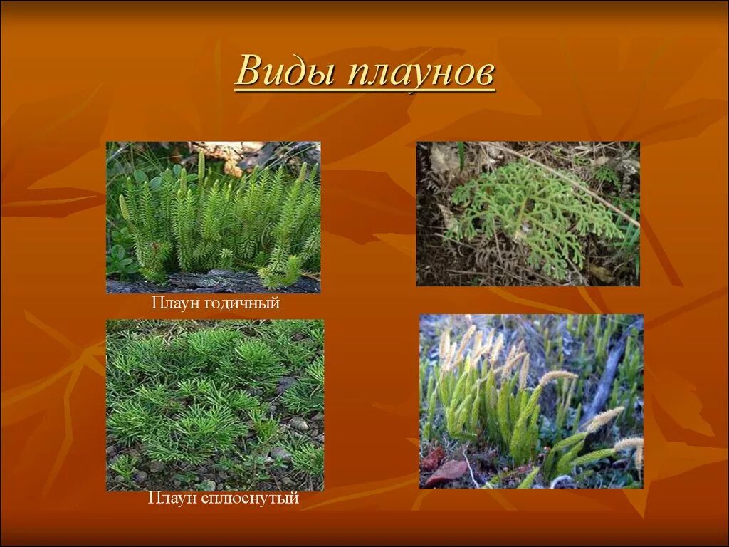 Плауны примеры