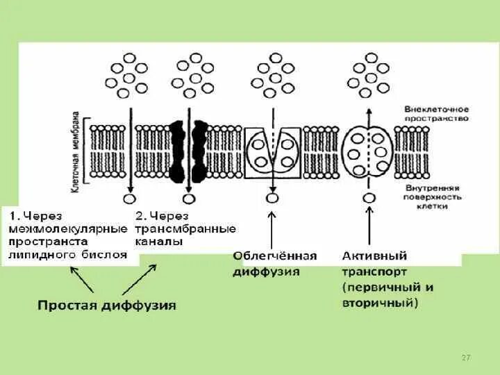 Активный транспорт веществ через клеточную мембрану. Схема транспорта веществ через цитоплазматическую мембрану. Схемы транспорта веществ через клеточную мембрану. Активный транспорт веществ через мембрану клетки.