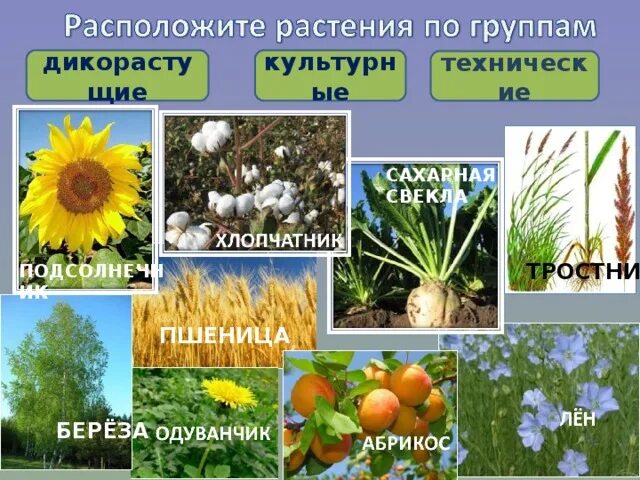 Сообщение по биологии значение растений. Культурные растения береза. культурные растения дикие растения по 5. значение травянистых растений в природе и жизни человека. растения в жизни человека 5 класс биология.
