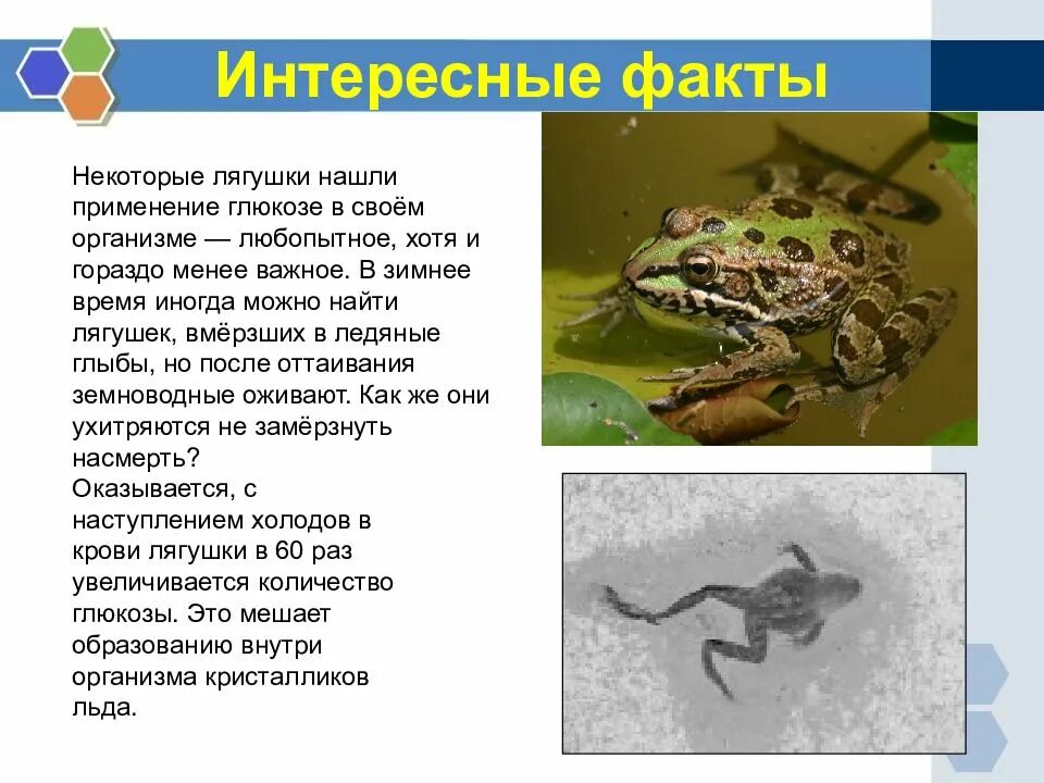 Известно что лягушки. Чем покрыто тело лягушки. Озёрная лягушка описание. Жаба обыкновенная описание. Лягушка при опасности выделяет.
