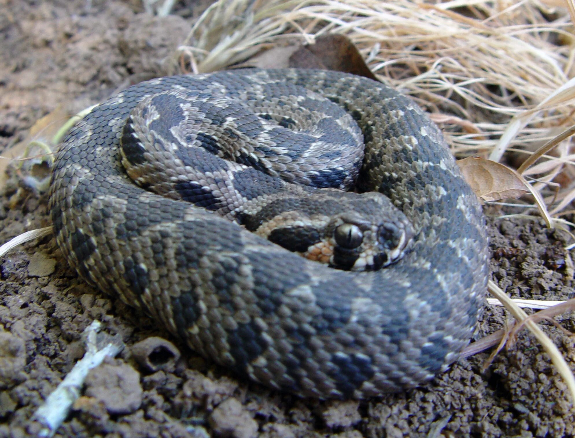 Змеи в краснодаре. Палестинская гадюка (Vipera Palaestinae). Гадюка Борнмюллера. Гадюка Никольского (Vipera nikolskii). Палестинская гадюка Вернера.